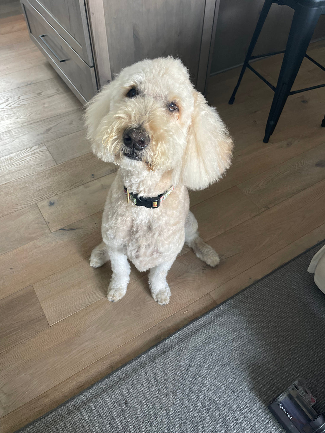 CBD for Dogs with Arthritis: Science, Dosing & Real Results