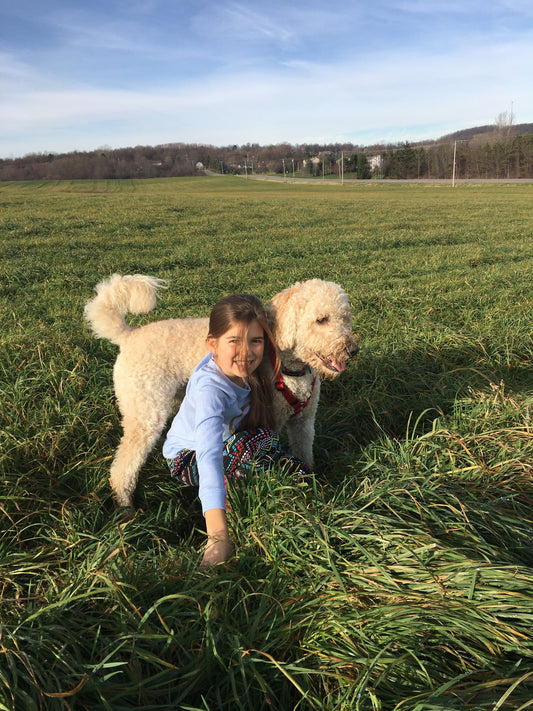 Is CBD Safe for Dogs? Side Effects, Drug Interactions & Vet Guidance
