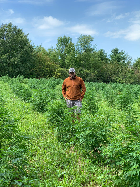 US-Grown CBD for Dogs: Why Sourcing and Quality Actually Matter