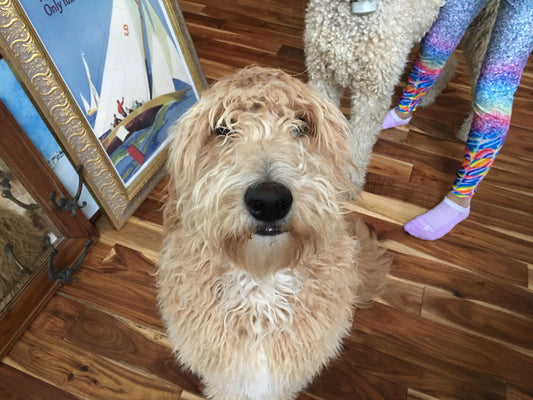 CBD for Dogs with Lyme Disease: Supporting Comfort and Mobility