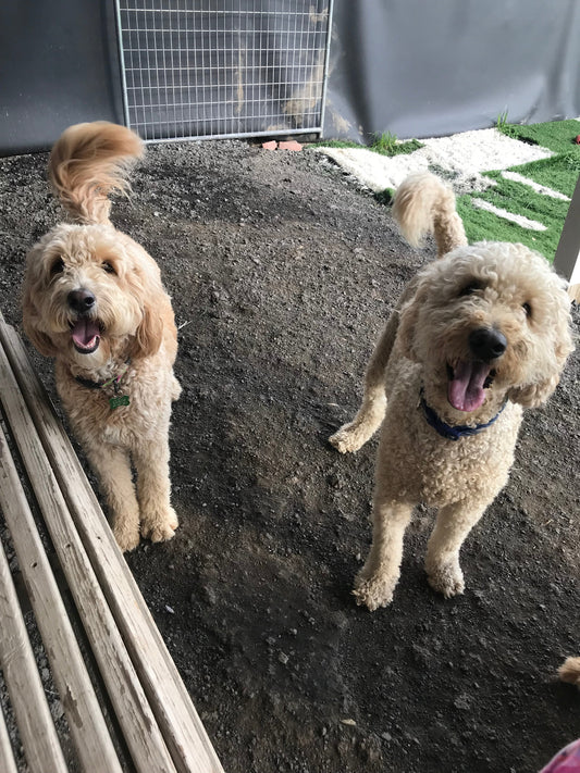 CBD for Goldendoodles: Benefits, Dosing & Owner Stories