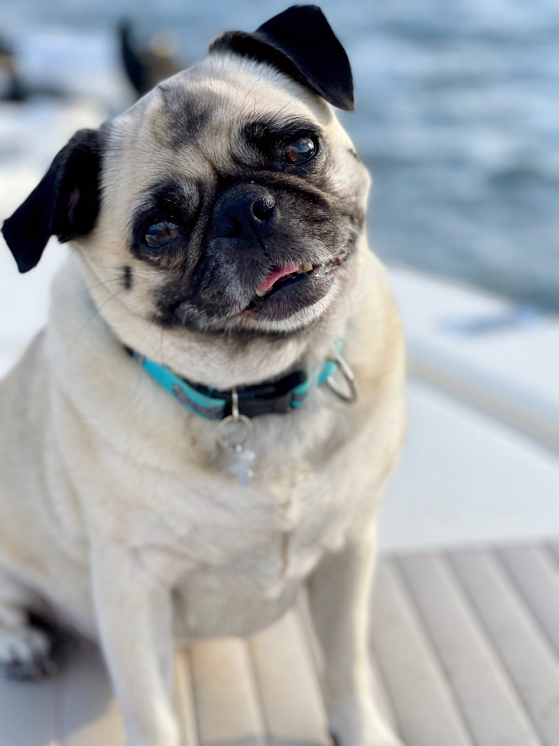 CBD for Senior Dogs: Supporting Comfort, Mobility & Quality of Life
