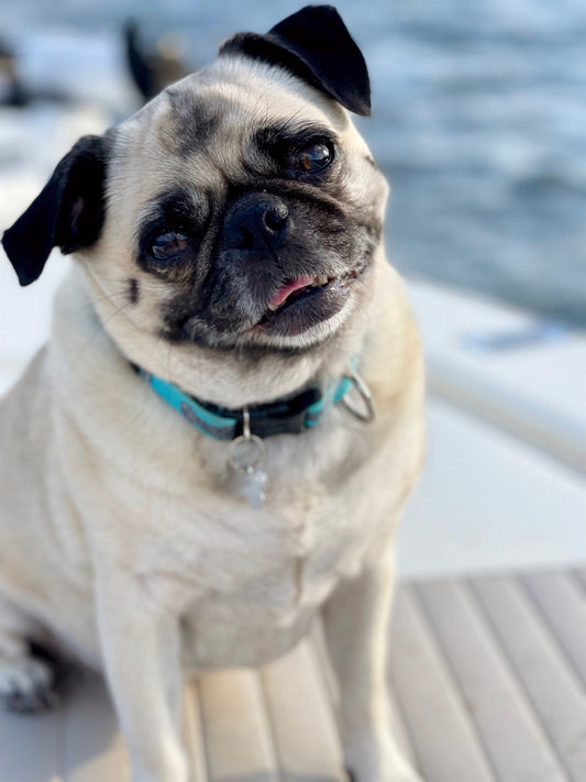CBD for Senior Dogs: Supporting Comfort, Mobility & Quality of Life