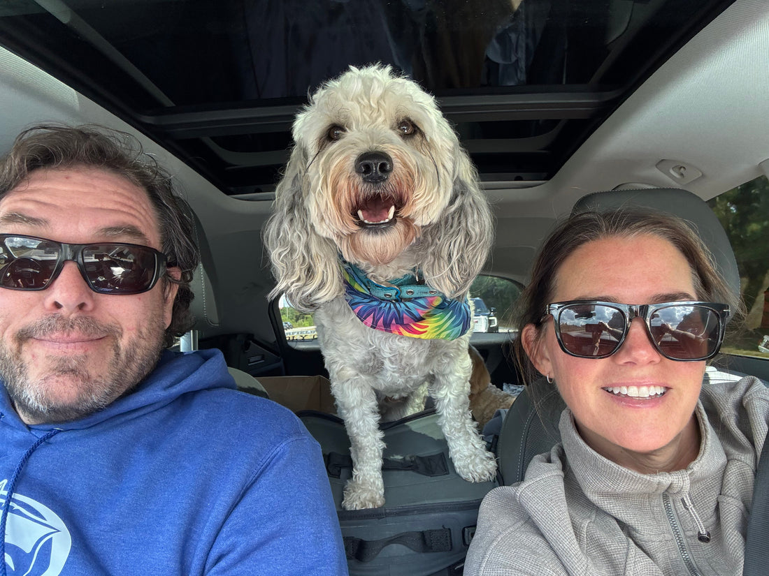 CBD for Small Breed Dogs: Getting the Dose Right