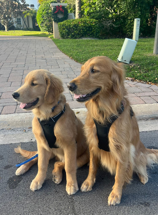 CBD for Golden Retrievers: A Breed-Specific Health Guide