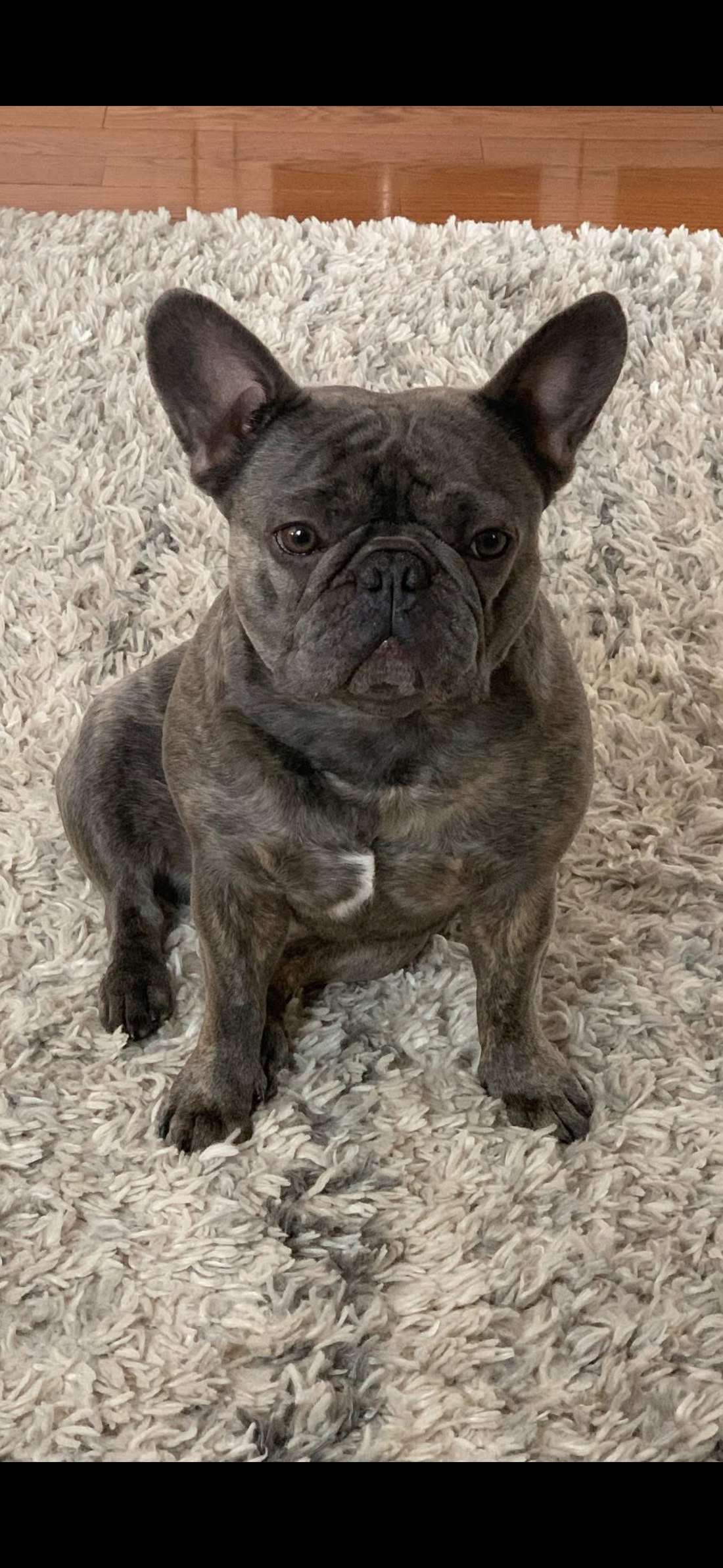 CBD for French Bulldogs: Addressing Breed-Specific Health Issues