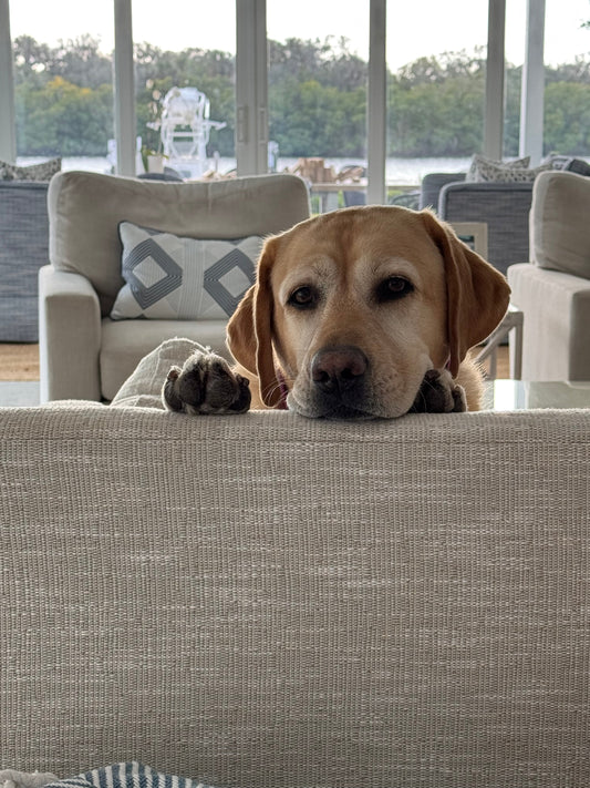 CBD for Labrador Retrievers: Supporting One of America's Most Popular Breeds