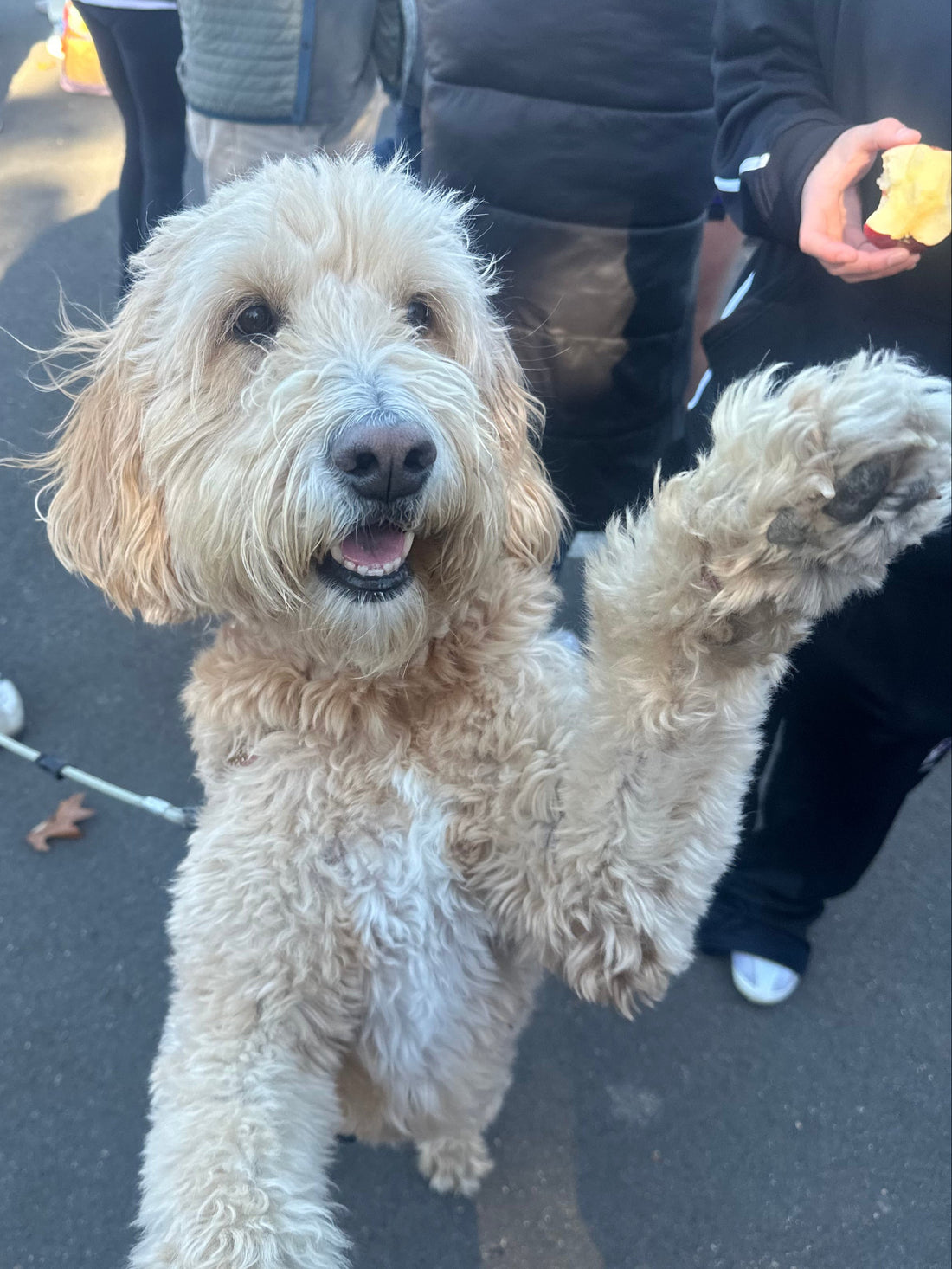 How Long Does CBD Take to Work in Dogs?