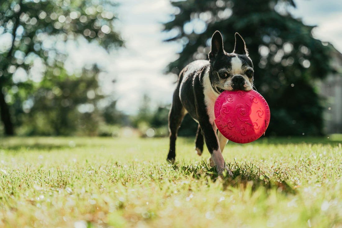 How to Dose CBD for Dogs: A Complete Weight-Based Guide