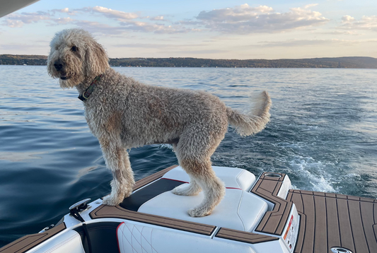 CBD for Dogs with Cancer: What the Research Actually Shows